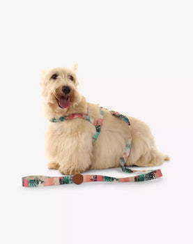 Conjunto Peitoral Tradicional e Guia Laguna